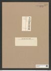 Skeletonema sp. (de-Toni-Nr.: Genus 191) Zeichnungen Sammlung Grunow Nr. 8373 (NHMW-BOT-W0377795)